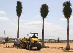Our Clermont Florida Landscaping crew installing palm trees using a machine