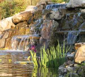Orlando garden water fall with aquatic plantings such as native lutea and iris