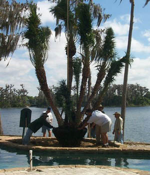 installing large palm tree with a crane